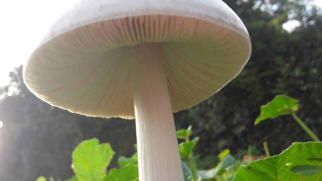 riconoscimento funghi parco di casa (roma caffarella)